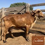 Irmãos Brant - VEENA FIV 2B