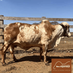 Irmãos Brant - VEREDA FIV 2B