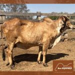 Irmãos Brant - VISTOSA FIV 2B