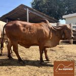 Irmãos Brant - VIVENDA FIV 2B