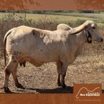 Irmãos Brant - ELITE BEY