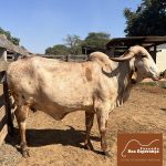 Irmãos Brant - ALENA 2B