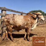 Irmãos Brant - AMANTE 2B