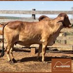 Irmãos Brant - BARAUNA BEY