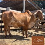 Irmãos Brant - BATEIA BEY