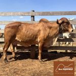 Irmãos Brant - BECA BEY