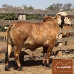 Irmãos Brant - DEMAGOGIA BEY