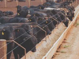 Irmãos Brant - Argentina registrou número recorde de bovinos em confinamentos
